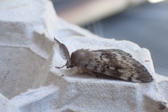 Lymantria dispar