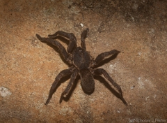 Seqocrypta