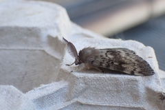 Lymantria dispar