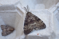 Lymantria dispar