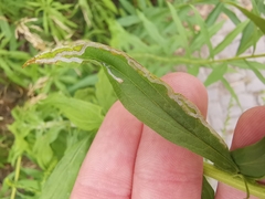 Phytomyza virgaureae