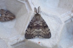 Lymantria dispar