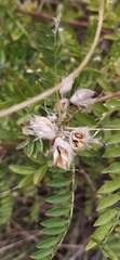 Thermopsis alterniflora