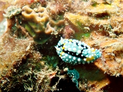 Aldisa albatrossae