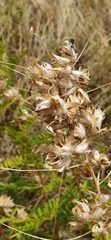 Thermopsis alterniflora