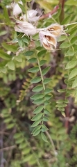 Thermopsis alterniflora