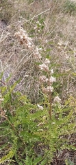 Thermopsis alterniflora