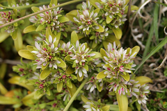 Gentianella antipoda