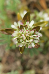 Gentianella antipoda