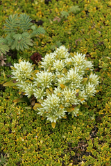 Gentianella antipoda