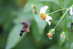 Macroglossum passalus