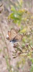Lycaena margelanica