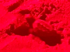 Caretta caretta