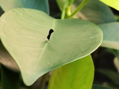 Lepidoptera