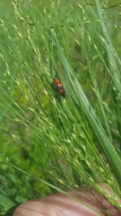 Tetraopes melanurus