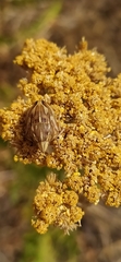 Odontotarsus
