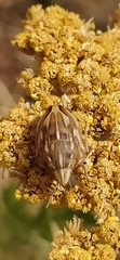 Odontotarsus