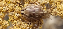 Odontotarsus