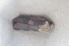 Agrotis puta