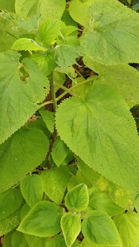Teucrium abutiloides · iNaturalist