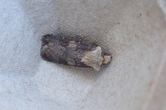 Agrotis puta
