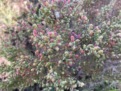 Tecticornia arbuscula