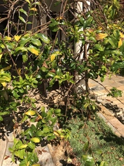 Allamanda