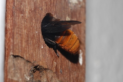 Gronoceras cinctum