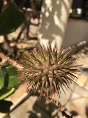 Allamanda