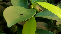 Lepidoptera
