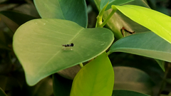 Lepidoptera