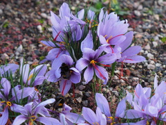 Crocus sativus