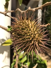 Allamanda