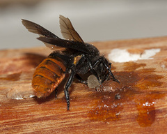 Gronoceras cinctum