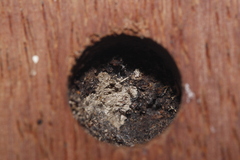 Gronoceras cinctum