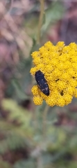 Acmaeoderella