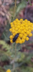 Acmaeoderella