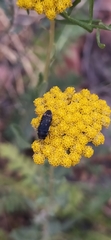 Acmaeoderella