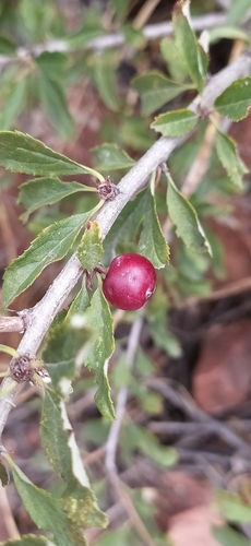 Prunus bifrons, photograph 2