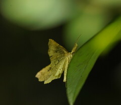 Trigonistis asthenopa