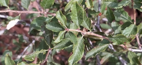 Prunus bifrons, photograph 3