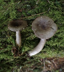 Lactarius mucidus