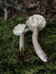 Lactarius mucidus