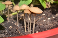 Conocybe tenera