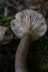 Lactarius mucidus