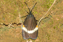 Pidorus albifascia