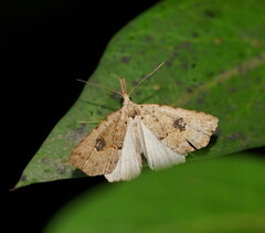 Trigonistis asthenopa