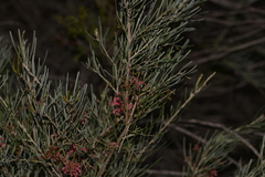Grevillea pinaster