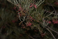 Grevillea pinaster