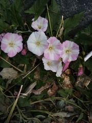 Convolvulus arvensis
